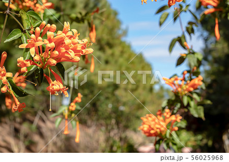 Beautiful orange flowers or Pyrostegia venusta. Beautiful orange flowers or Pyrostegia venusta. 56025968