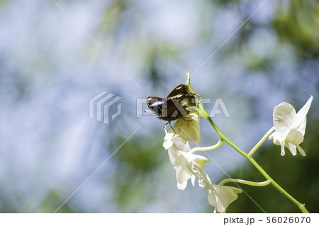 Black butterfly on the white orchid in the garden. Black butterfly on the white orchid in the garden. 56026070