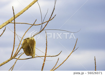 Honeycomb on the dry tree and sky. Honeycomb on the dry tree and sky. 56026071
