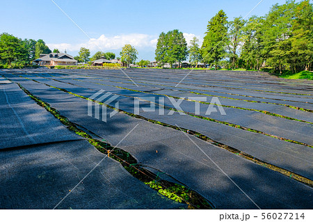 大王わさび農場の風景 大王わさび農場の風景 56027214