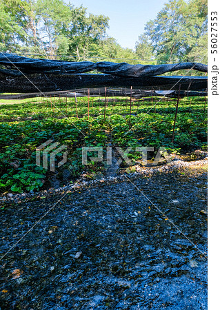 大王わさび農場の風景 56027553