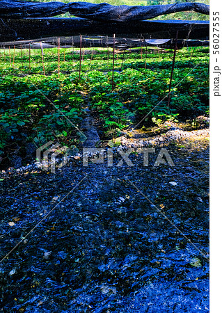 大王わさび農場の風景 56027555