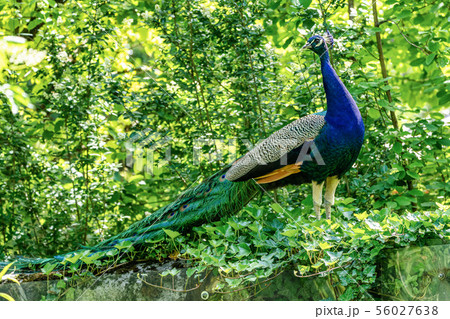 Indian Peacock or Blue Peacock, Pavo cristatus in the zoo 56027638