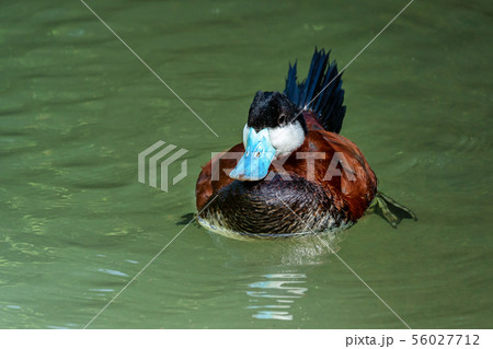 Ruddy Duck, Oxyura jamaicensis, swimming on water surface Ruddy Duck, Oxyura jamaicensis, swimming on water surface 56027712