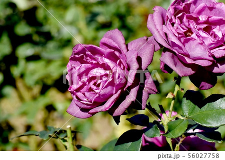 調布市の植物園に咲く紫色のバラ イントゥリーグ（モダンローズ） 56027758