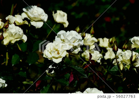 調布市の植物園に咲く淡い緑色のバラ 緑光(モダンローズ) 調布市の植物園に咲く淡い緑色のバラ 緑光(モダンローズ) 56027763