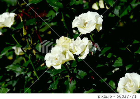 調布市の植物園に咲く淡い緑色のバラ 緑光（モダンローズ） 56027771