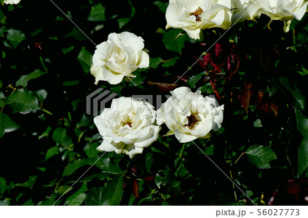 調布市の植物園に咲く淡い緑色のバラ 緑光（モダンローズ） 56027773