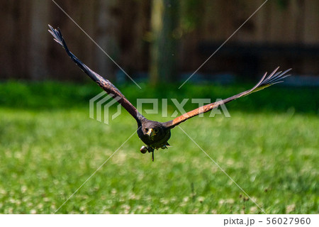 Harris's hawk, Parabuteo unicinctus, bay-winged hawk or dusky hawk 56027960