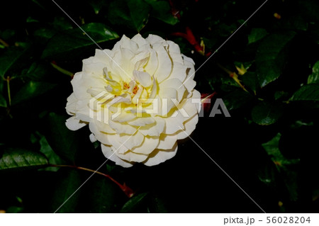 調布市の植物園に咲く白いバラ ムーンスプライト(モダンローズ) 調布市の植物園に咲く白いバラ ムーンスプライト(モダンローズ) 56028204