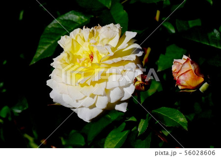 調布市の植物園に咲く白と黄色のバラ ムーンスプライト(モダンローズ) 調布市の植物園に咲く白と黄色のバラ ムーンスプライト(モダンローズ) 56028606