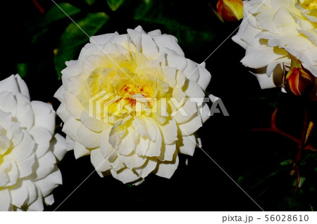 調布市の植物園に咲く白と黄色のバラ ムーンスプライト（モダンローズ） 56028610