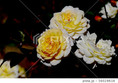調布市の植物園に咲く白と黄色のバラ ムーンスプライト（モダンローズ） 56028616