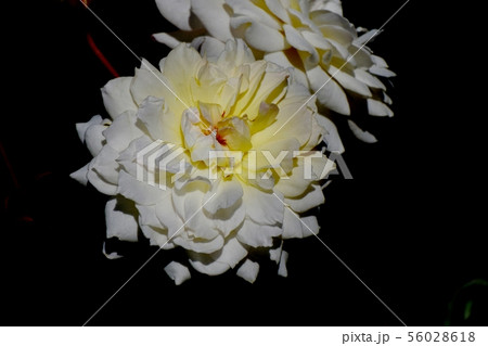 調布市の植物園に咲く白と黄色のバラ ムーンスプライト（モダンローズ） 56028618