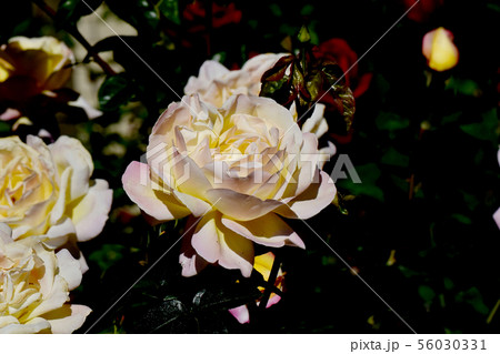 調布市の植物園に咲く黄色とピンクのバラ ピース（モダンローズ） 56030331