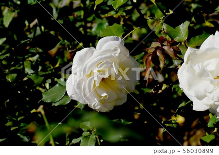 調布市の植物園に咲く白いバラ フレンチ･レース（モダンローズ） 56030899