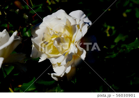 調布市の植物園に咲く白にクリーム色のバラ フレンチ･レース（モダンローズ） 56030901