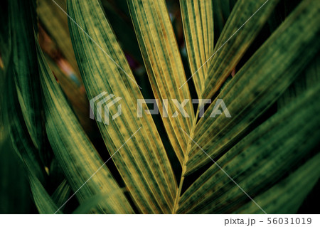 Palm leaves with texture. 56031019