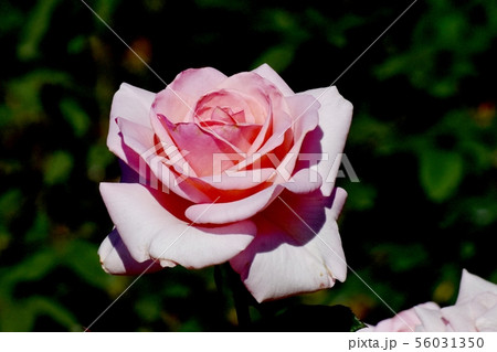 調布市の植物園に咲くピンクのバラ 賛美（モダンローズ） 56031350