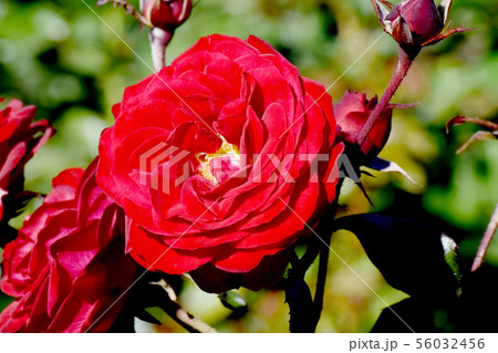 調布市の植物園に咲く赤いバラ ユーロピアーナ（モダンローズ） 56032456