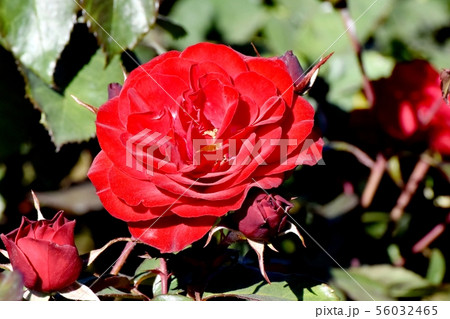 調布市の植物園に咲く赤いバラ ユーロピアーナ（モダンローズ） 56032465