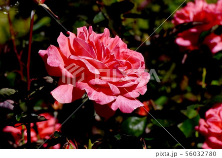 調布市の植物園に咲くオレンジのバラ ポリネシアン･サンセット（モダンローズ） 56032780