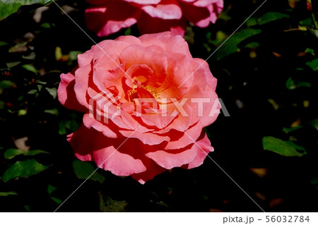 調布市の植物園に咲くオレンジのバラ ポリネシアン･サンセット（モダンローズ） 56032784