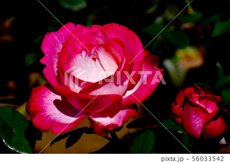 調布市の植物園に咲く赤いバラ 聖火（モダンローズ） 56033542