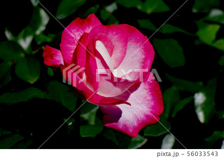 調布市の植物園に咲く赤いバラ 聖火（モダンローズ） 56033543