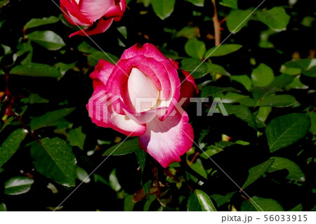 調布市の植物園に咲く赤いバラ 聖火（モダンローズ） 56033915
