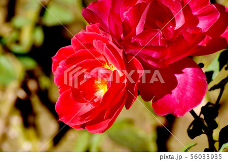 調布市の植物園に咲く赤いバラ レッドキャップ（モダンローズ） 56033935