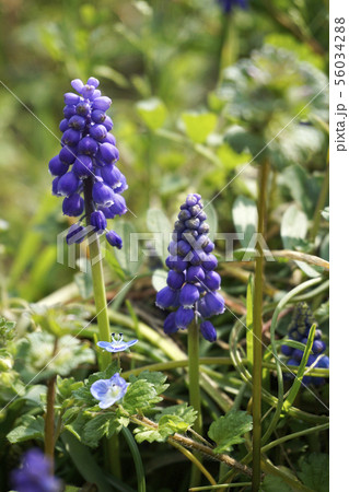 ムスカリ ムスカリ 56034288