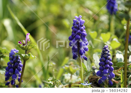 ムスカリ 56034292