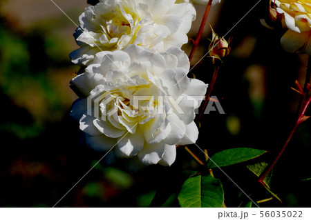 調布市の植物園に咲く白いバラ ムーンスプライト（モダンローズ） 56035022