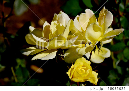 調布市の植物園に咲く黄色いバラ グリーン・ファイアー(モダンローズ) 調布市の植物園に咲く黄色いバラ グリーン・ファイアー(モダンローズ) 56035025