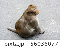 Monkey sitting on cement road. fat monkey. 56036077