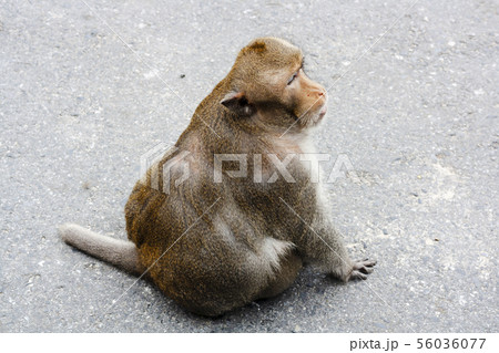 Monkey sitting on cement road. fat monkey. 56036077