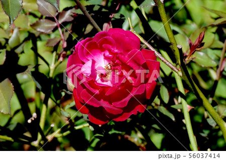 調布市の植物園に咲く赤いバラ センパフローレンス（オールドローズ） 56037414