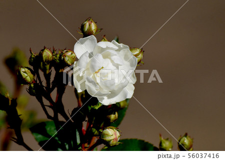 調布市の植物園に咲く白いバラ アンヌ・マリー・ド・モンラヴェル(オールドローズ) 調布市の植物園に咲く白いバラ アンヌ・マリー・ド・モンラヴェル(オールドローズ) 56037416