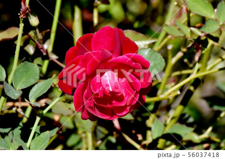 調布市の植物園に咲く赤いバラ センパフローレンス（オールドローズ） 56037418