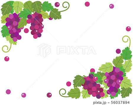 ぶどう18のイラスト素材