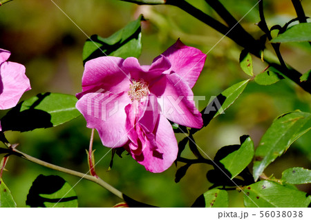 調布市の植物園に咲くピンクのバラ シングル･ピンク･チャイナ（オールドローズ） 56038038
