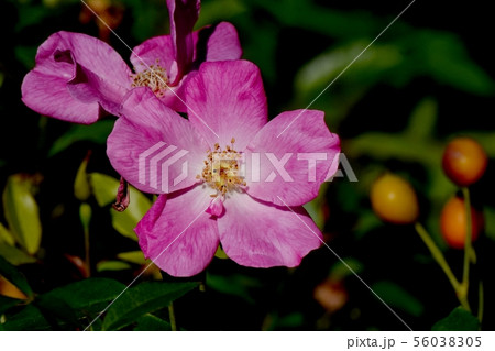 調布市の植物園に咲くピンクのバラ シングル･ピンク･チャイナ（オールドローズ） 56038305