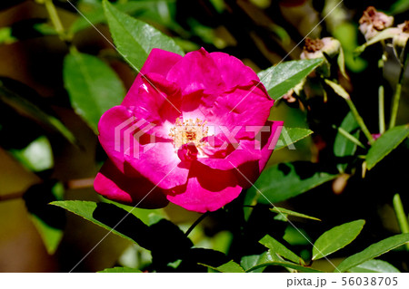 調布市の植物園に咲くピンクのバラ コウシンバラ（オールドローズ） 56038705