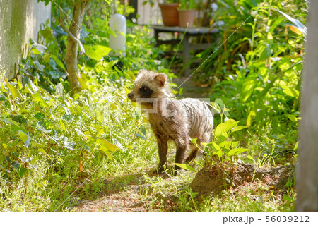 疥癬症のタヌキ 56039212