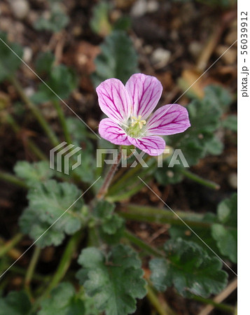 ヒメフウロソウ 花 植物 ヒメフウロソウ 花 植物 56039912