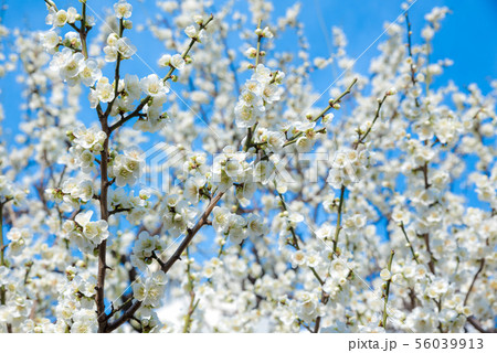 満開の白梅と青空 早春の花イメージ 56039913