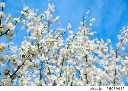 満開の白梅と青空 早春の花イメージ 56039915