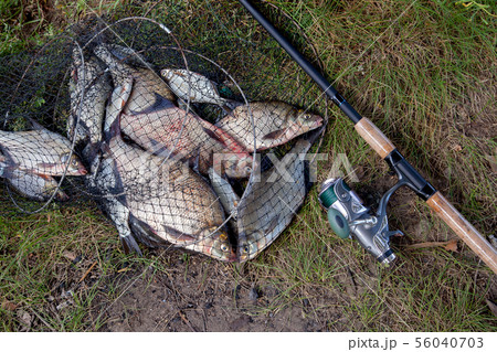 Freshwater bream fish and silver bream in landing Freshwater bream fish and silver bream in landing 56040703