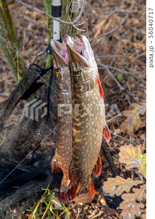 Freshwater Northern Pike Fish Know As Esox Lucius on Fish Stringer